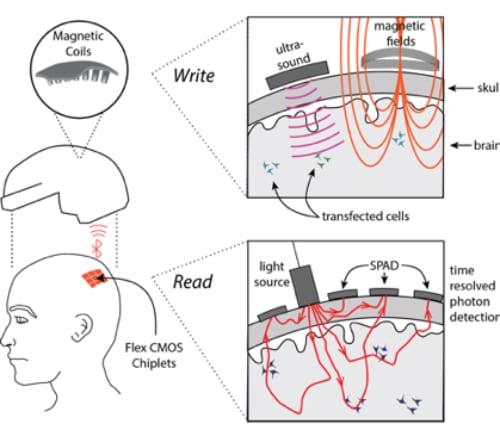 Rice’s “magnetic, optical and acoustic neural access” (MOANA) device will test techniques that use light (bottom panel) to read brain activity and electromagnetic energy to write that activity into another person’s brain in less than 50 milliseconds. (Image courtesy of J. Robinson/Rice University)