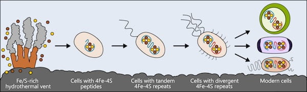 Life may have arisen near hydrothermal vents rich in iron and sulfur. The earliest cells incorporated these elements into small peptides, which became the first and simplest ferredoxins — proteins that shuttle electrons within the cell — to support metabolism. As cells evolved, ferredoxins mutated into more complex forms. The ferredoxins in modern bacteria, plant and animal cells are all derived from that simple ancestor. Illustration by Ian Campbell