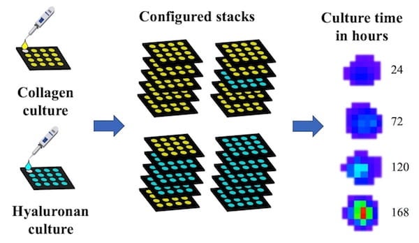 Rice bioengineers stacked paper filters to culture heart valve cells in collagen and hyaluronan, both natural hydrogels, to see how they influenced calcification of the model. Illustration by Madeline Monroe